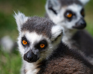 Close-up Ring-tailed Lemur