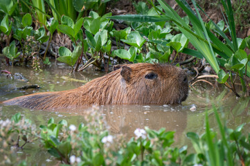 Capybara Swimming in Water