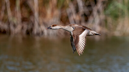 Red-crested Pochard bird flying over the lake