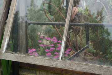 tropical plants, glasshouse, greenhouse, flowers, summer garden, cambridge, cambridge botanic gardens