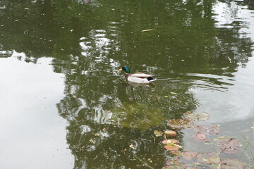 duck, mallard, pond, flowers, summer garden, cambridge, cambridge botanic gardens