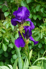 purple flower, iris, bulb, flowers, summer garden, cambridge, cambridge botanic gardens, may 2025