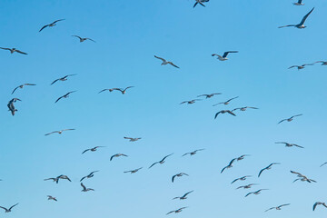 Seagulls flying on the blue sky