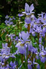 blue flower, iris, bulb, flowers, summer garden, cambridge, cambridge botanic gardens, may 2025