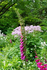 pink flower, wildflower, foxglove, flowers, summer garden, cambridge, cambridge botanic gardens, may 2025