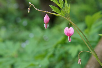 heart, valentines, dicentra, pink flower, bleeding heart, Lamprocapnos spectabilis (L.) Fukuhara, flowers, summer garden, cambridge, cambridge botanic gardens, may 2025