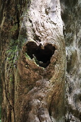 Heart shaped hole in tree
