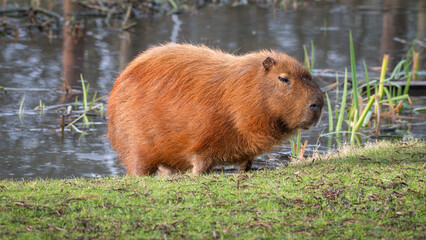 Capybara Standing Near Water