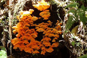 Mushrooms growing on tree