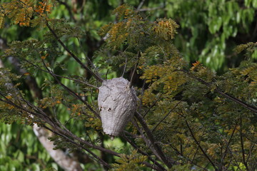 beehive