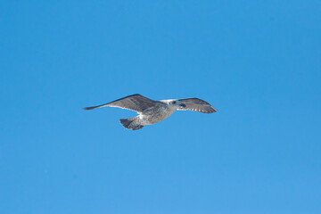 Seagull flying in the sky