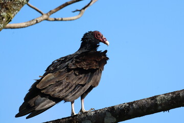 vulture
