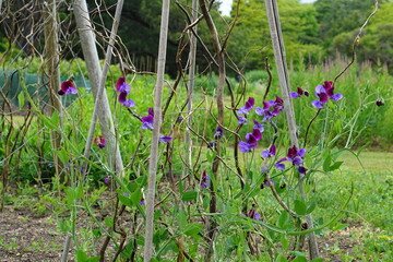 lathyrus odoratus, sweet pea, purple flower, double colour, flower, summer, british summer, summer garden, europe, cambridge, cambridge botanic garden, may 2025
