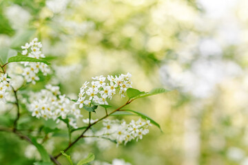 Branch of blooming bird cherry tree with delicate white flowers and green leaves on a soft, sunny, and blurred background