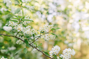 Branch of blooming bird cherry tree with delicate white flowers and green leaves on a soft, sunny, and blurred background.