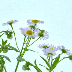 Phalacrolóma ánnuum flowers grow in garden