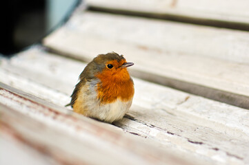 Little bird on the bench