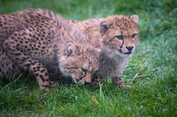 Close-up Pair of Cheetah Cubs