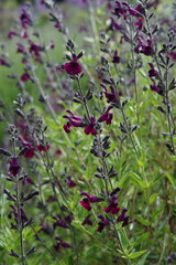 salvia, Salvia greggii A.Gray, Autumn sage, flowers, summer garden, cambridge, cambridge botanic gardens, may 2025