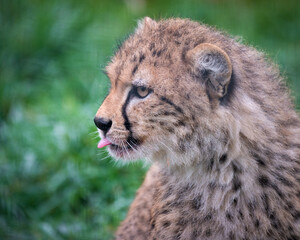 Close-up Cheetah Cub