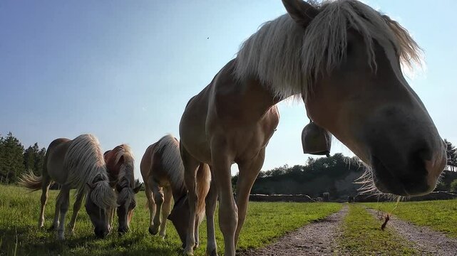 Video von Haflinger Pferden mit Glocken auf einer Wiese in Bayern