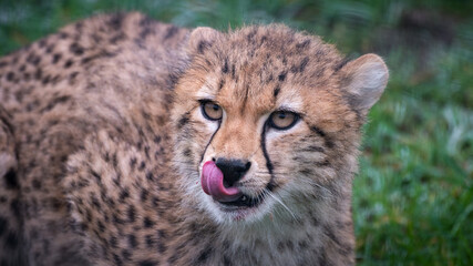 Close-up Cheetah Cub