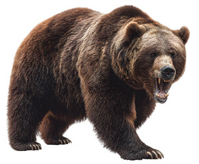 A large brown bear with an open mouth showing its teeth standing on a black background looking fierce