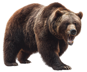 A large brown bear with an open mouth showing its teeth standing on a black background looking fierce