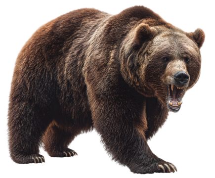 A large brown bear with an open mouth showing its teeth standing on a black background looking fierce