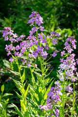 Dame's Rocket flowers in full bloom in May in Waukesha County, Wisconsin, adding vibrant pops of color to the lush greenery.