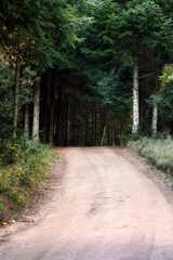 Small path in the pine forest