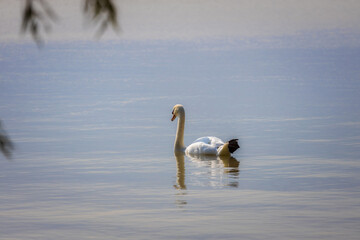 Close up of a swan at sunset light in Hungary. Lake Balaton