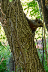 A gray squirrel peeks from behind a tree trunk in a verdant Waukesha County, Wisconsin forest in May.