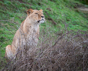 Young Lioness Resting Behind a Shrub