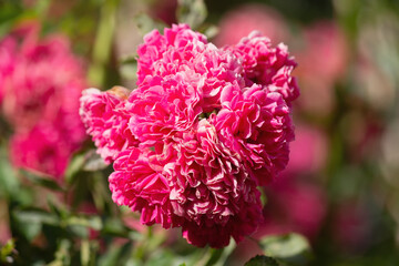 A bush of pink roses illuminated by the sun in close-up.