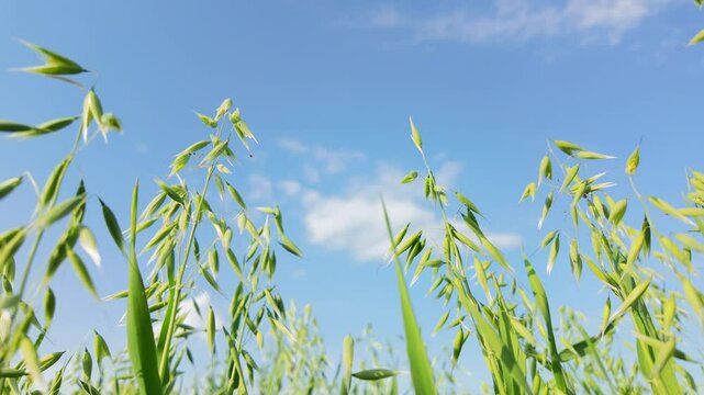 Swaying green oat crops under clear blue sky with gentle movement. Avena sativa