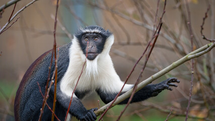 Roloway Monkey in a Tree