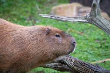 Close-up Capybara