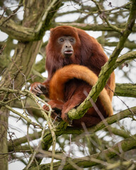 Red Howler Monkey in a Tree