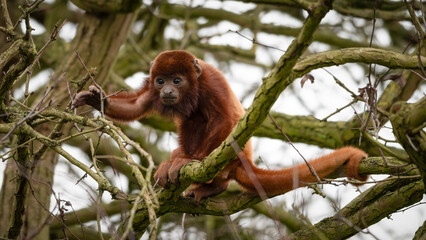 Baby Red Howler monkey in a Tree