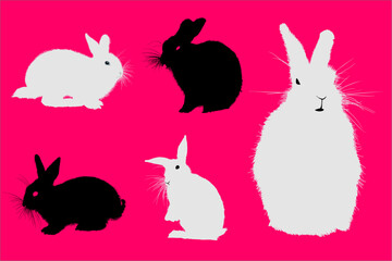 conejito, animal, pascua, dibujos animados, vector, liebre, ilustración, cuca, primavera, mamífero,