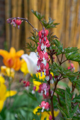 Close up of a bleeding heart (dicentra spectabilis) flower in bloom