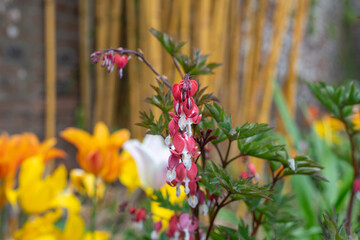 Close up of a bleeding heart (dicentra spectabilis) flower in bloom