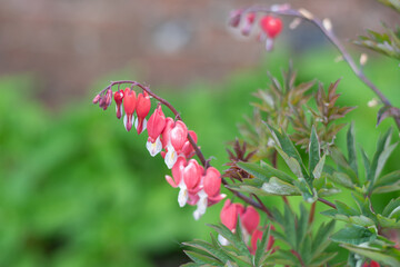 Close up of a bleeding heart (dicentra spectabilis) flower in bloom