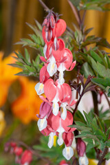 Close up of a bleeding heart (dicentra spectabilis) flower in bloom