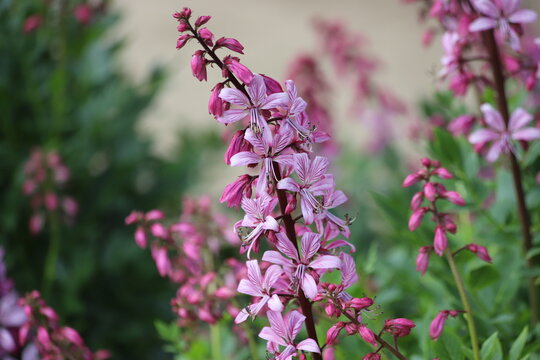 Dictamnus albus. Diptam known as burning bush or fraxinella.