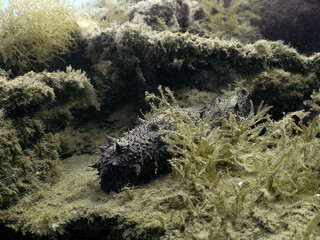 A Black Sea Cucumber (Holothuria forskali) in Tarragona, Spain