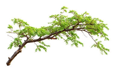 Obraz premium Vibrant green tree branch nature botanical isolated close-up organic beauty isolated on transparent background