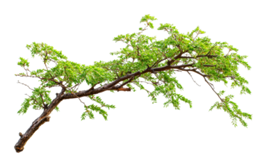 Vibrant green tree branch nature botanical isolated close-up organic beauty isolated on transparent background