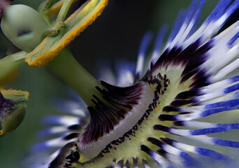A close up of a beautiful Passion Flower (Passiflora caerulea) in the UK